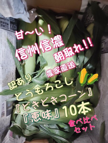 ④甘〜い2種類食べ比べ!信州信濃 朝取れとうもろこし10本+おまけで数本