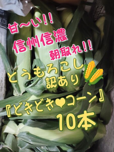 ③甘〜い!信州信濃 朝取れ訳ありとうもろこし10本+おまけ
