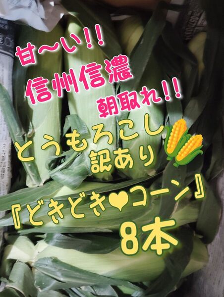 間もなく収穫終了!!甘〜い!信州信濃 朝取れとうもろこし本+おまけ