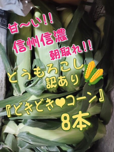 間もなく収穫終了!! 甘〜い!信州信濃 朝取れとうもろこし8本+おまけで数本