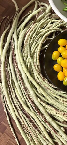 新鮮野菜岐阜の伝統野菜「十六ささげ」 大量