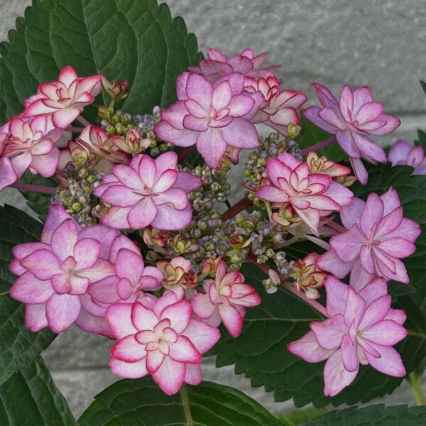 紫陽花 ひなまつり 挿し木苗