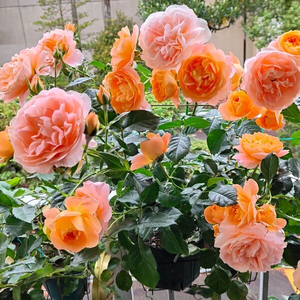 バラ苗 初心者向き 鉢植え向き⑤