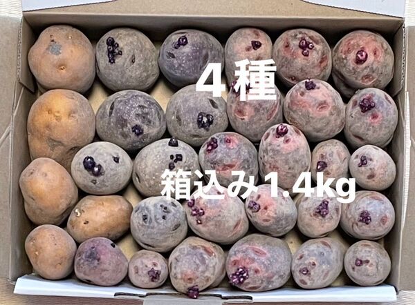 じゃがいも 種芋 4種 秋植付け用 インカのめざめ グランドペチカ 俵マゼラン インカルージュ