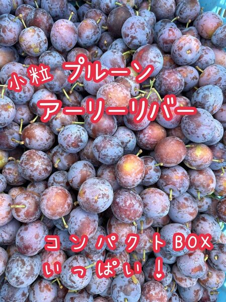 青森県産 生 プルーン 小粒 アーリーリバー コンパクトBOXいっぱい!