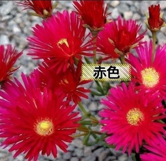無農薬マツバギク赤 赤色x2苗 2苗 発根確認済み 安心根付き苗 掘り上げ苗 苗 根付き 松葉菊 赤色のお花 送料無料 匿名配送