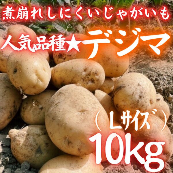 3お買い得 じゃがいも デジマ 出島 10kg 荷崩れしにくい 野菜 人気品種