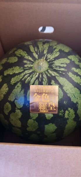 特大金色羅皇 13、8キロ 訳あり
