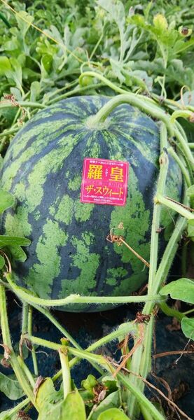 超特大羅皇ザスウィート 14、5キロ 訳あり