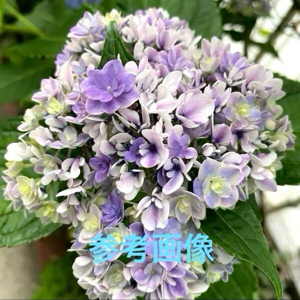 【来季用】アジサイ 紫と白のグラデーション地上げ 鉢植え苗