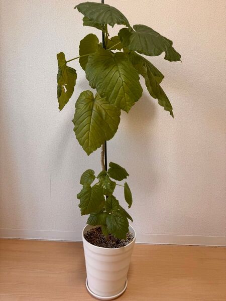 フィカスウンベラータ 120cm 鉢ごと ウンベラータ 観葉植物 大型植物 植物