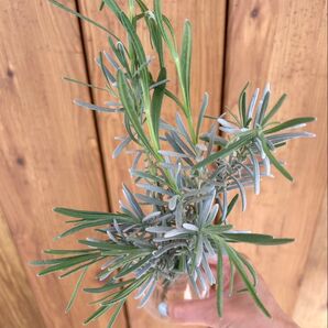 ラベンダー 挿木 挿し木 剪定 イングリッシュラベンダー ハーブ ガーデニング 初心者