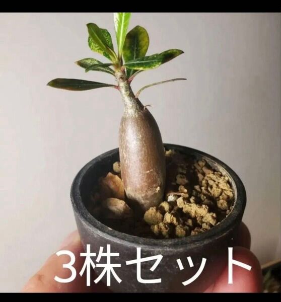 アデニウム・オベスム 抜き苗 3株セット