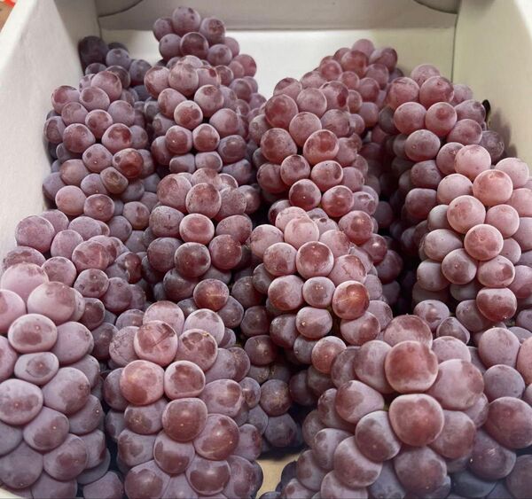 山形県産 デラウェア 葡萄 ぶとう 2kg
