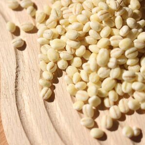 令和7年産もち麦(キラリモチ)500g