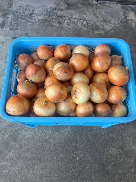 佐賀県産 玉ねぎ 約10キロ 農家直送 訳あり・規格外品 大特価!!