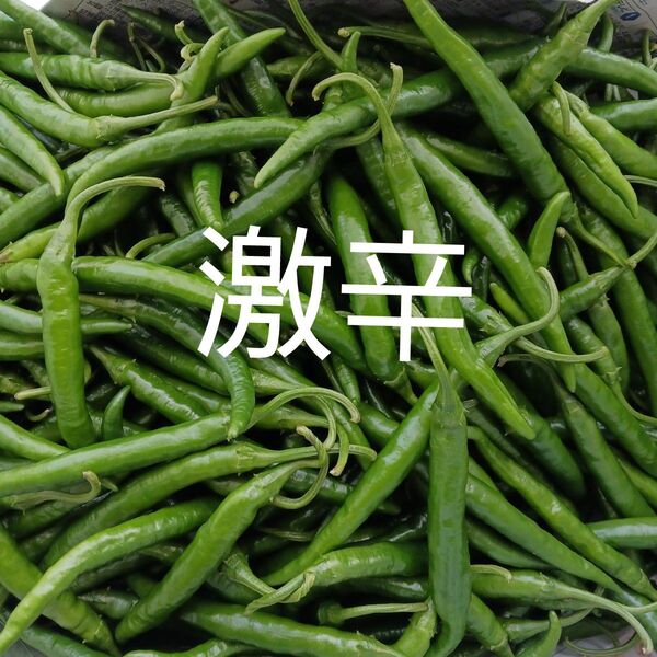 農薬不使用 青唐辛子 300g