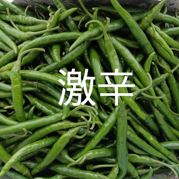 農薬不使用 青唐辛子 300g 激辛