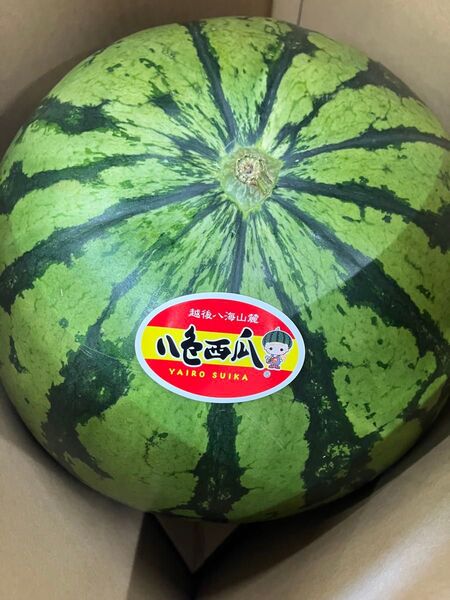 新潟県南魚沼産 八色西瓜 A品 5Lサイズ約 13kg前後1玉入り1箱 JAみなみ 糖度検査済 空洞果