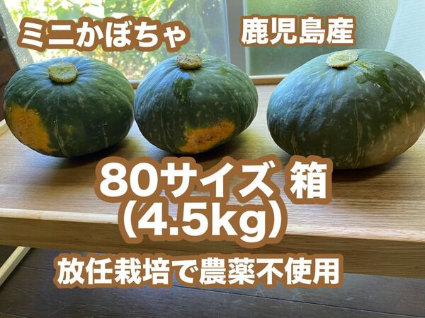 ミニカボチャ 鹿児島産 80サイズ 箱 常温発送 放任栽培