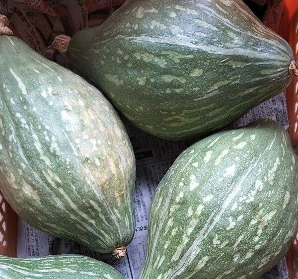 ロロンかぼちゃ 箱込み約5kg
