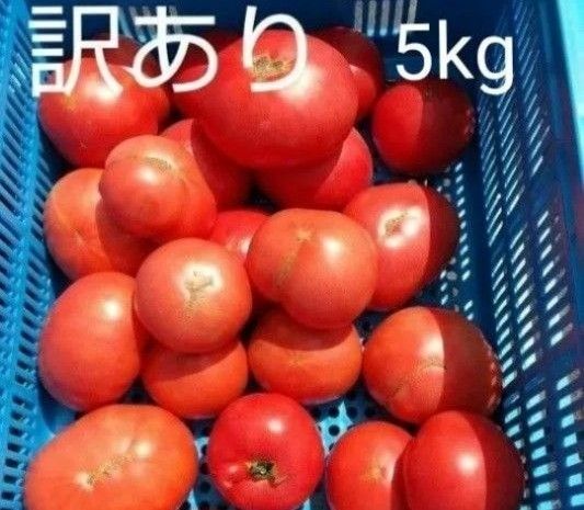 規格外 飛騨トマト 5キロ(風袋込み)