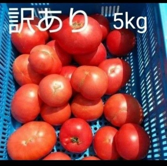 12日発送! 訳あり 飛騨トマト 5キロ(風袋込み)