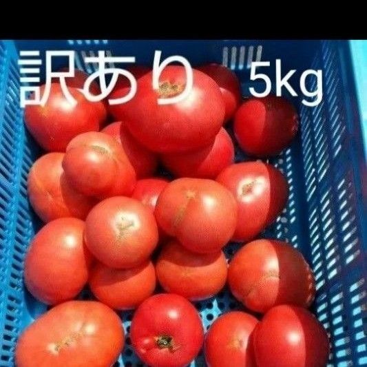 規格外 飛騨 トマト 5キロ(風袋込み)