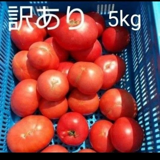 14日発送!訳あり 飛騨 トマト 5キロ(風袋込み)