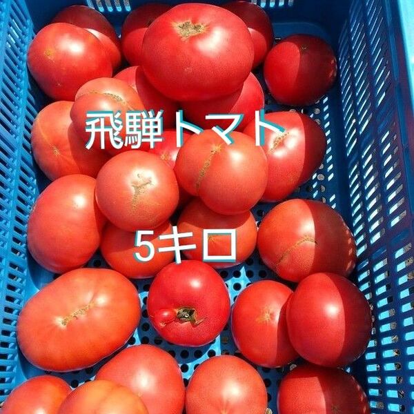 17日発送! 訳あり 飛騨 トマト 5キロ(風袋込み)
