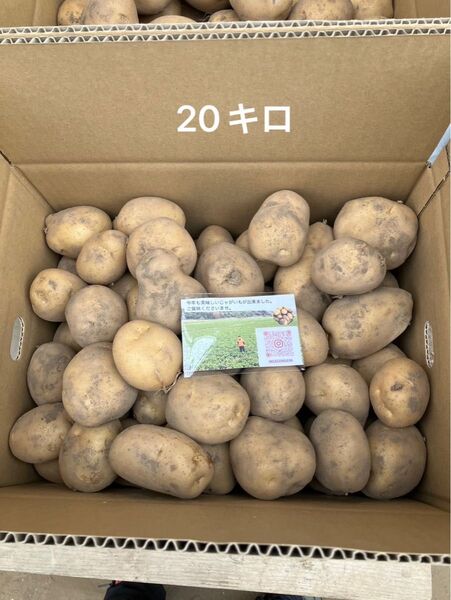 鹿児島県阿久根産 じゃがいも ニシユタカ 20キロ