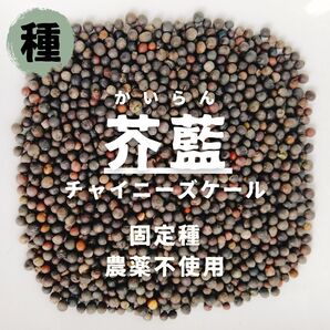 【種】芥藍(カイラン) 農薬不使用 50粒