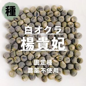 【種】白オクラ 楊貴妃 農薬不使用 20粒