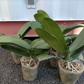 5株セット 胡蝶蘭株 白 大輪【送料無料】