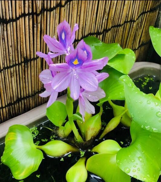 水草 ホテイソウ ホテイ草 ホテイアオイ 子株