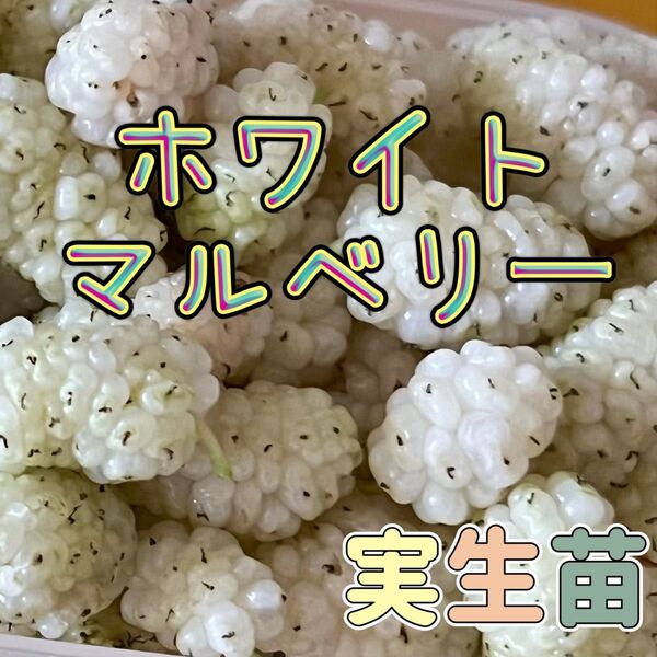 【ホワイトマルベリー】実生苗 4本セット 白実マルベリー ホワイトベリー ⑫