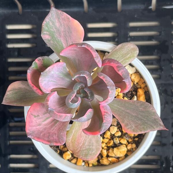 多肉植物 ビヨンセ虹錦 抜き苗 コブエケ