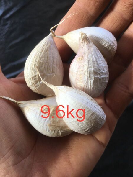 有機ニンニク9.6kg