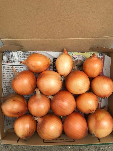 淡路島産ミニ新玉ねぎ