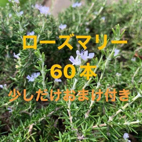 無農薬 ローズマリー 60本 レモングラスのおまけ付き
