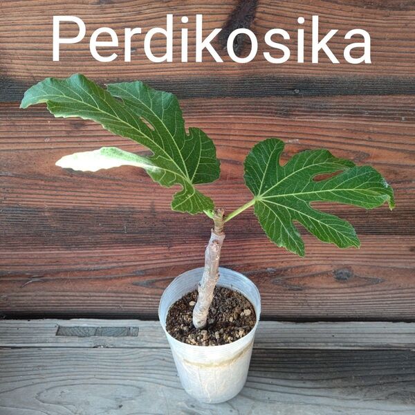 Perdikosika いちじく苗木