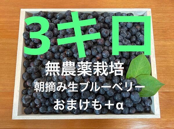 無農薬栽培☆摘みたて生ブルーベリー3キロ!
