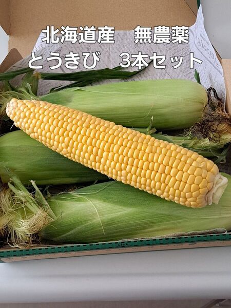 北海道産 産地直送 無農薬栽培 朝採り とうもろこし とうきび 3本入り