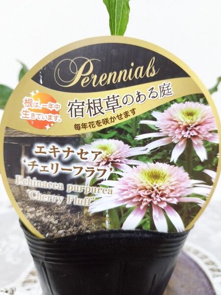 【再入荷!】正規苗 エキナセア チェリーフラフ 苗