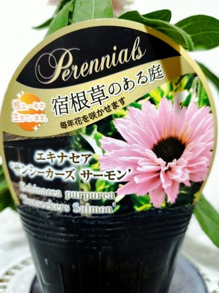 【緊急入荷!】正規苗 エキナセア サンシーカーズサーモン つぼみ苗