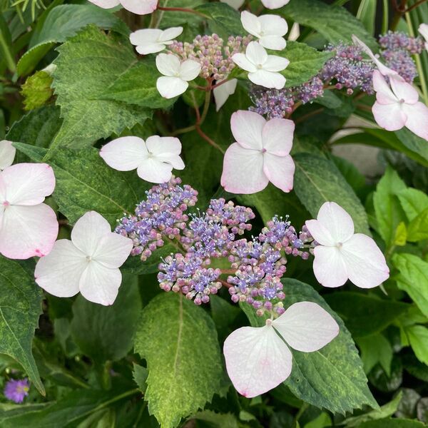 斑入り大甘茶 苗 ヤマアジサイ ガーデン 山紫陽花 ガクアジサイ