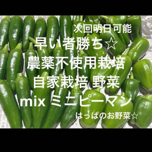 農薬不使用栽培 自家栽培 野菜詰め合わせ ミックス ミニピーマン 無農薬野菜セット