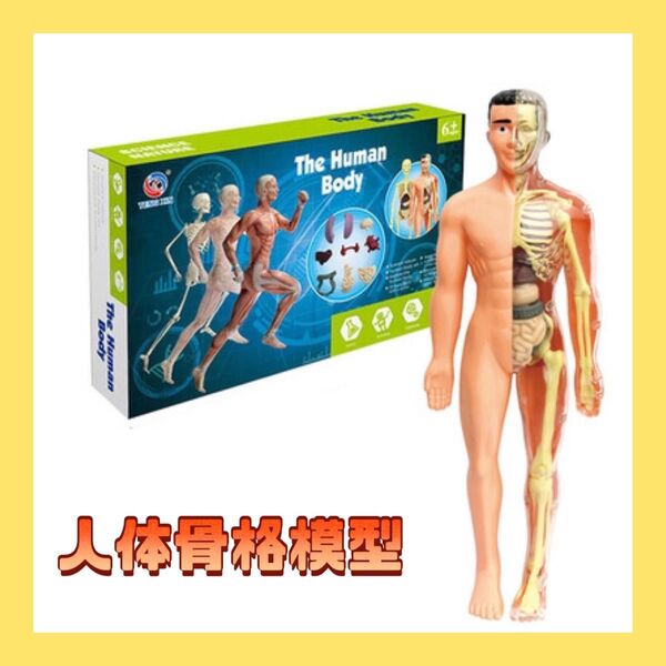 ミニ 人体模型 知育玩具 人体骨格模型医学 解剖モデル フィギュア 科学 医学
