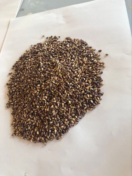 自家栽培 もち麦ダイシモチ10kg