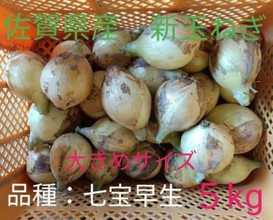 新玉ねぎ 佐賀県産 しろいし玉ねぎ 早生七宝早生 減農薬 サラダ用玉ねぎ 産地直送 農家直送 5kg